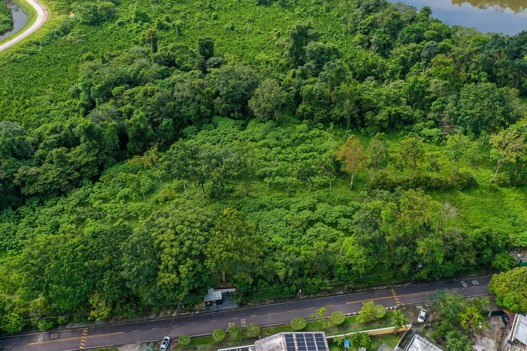 Aerial view of a restoration site returning to forest beside standing forest
