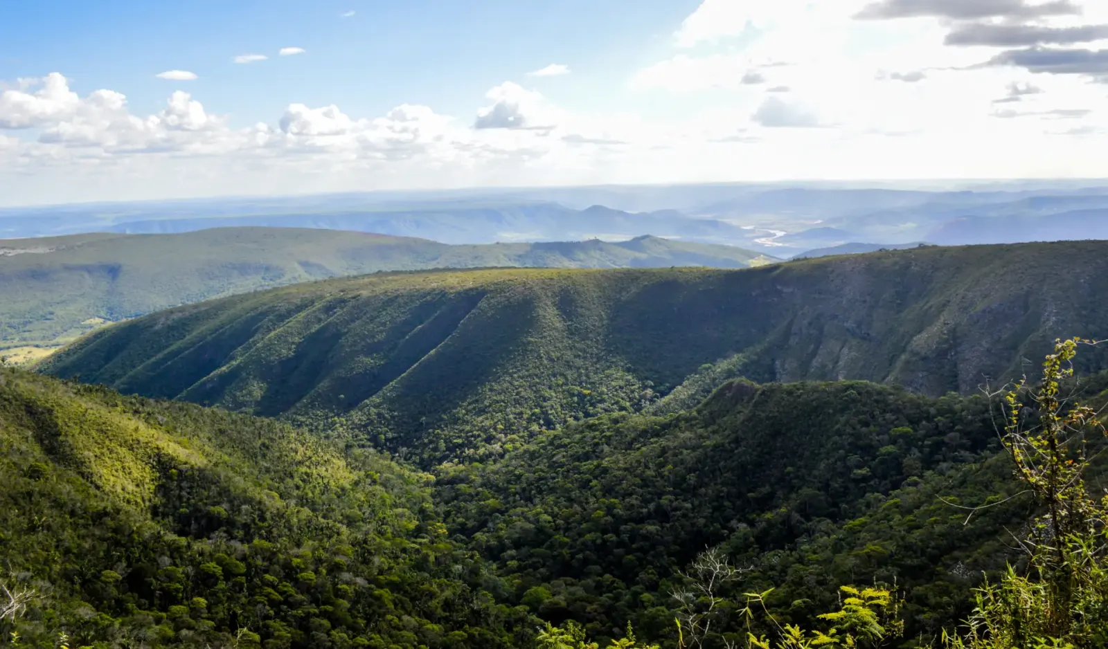 morfo reforestation solution