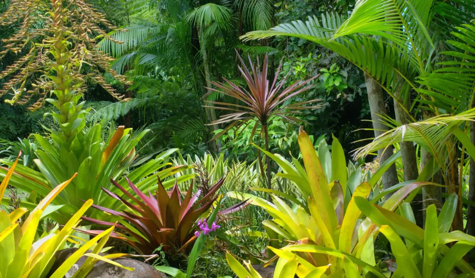 la reforestation avec biodiversité est la meilleure solution de restauration de forêts