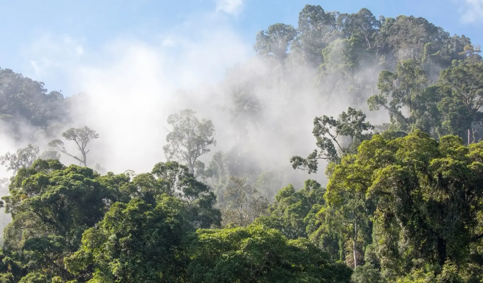 Carbon emitting forest