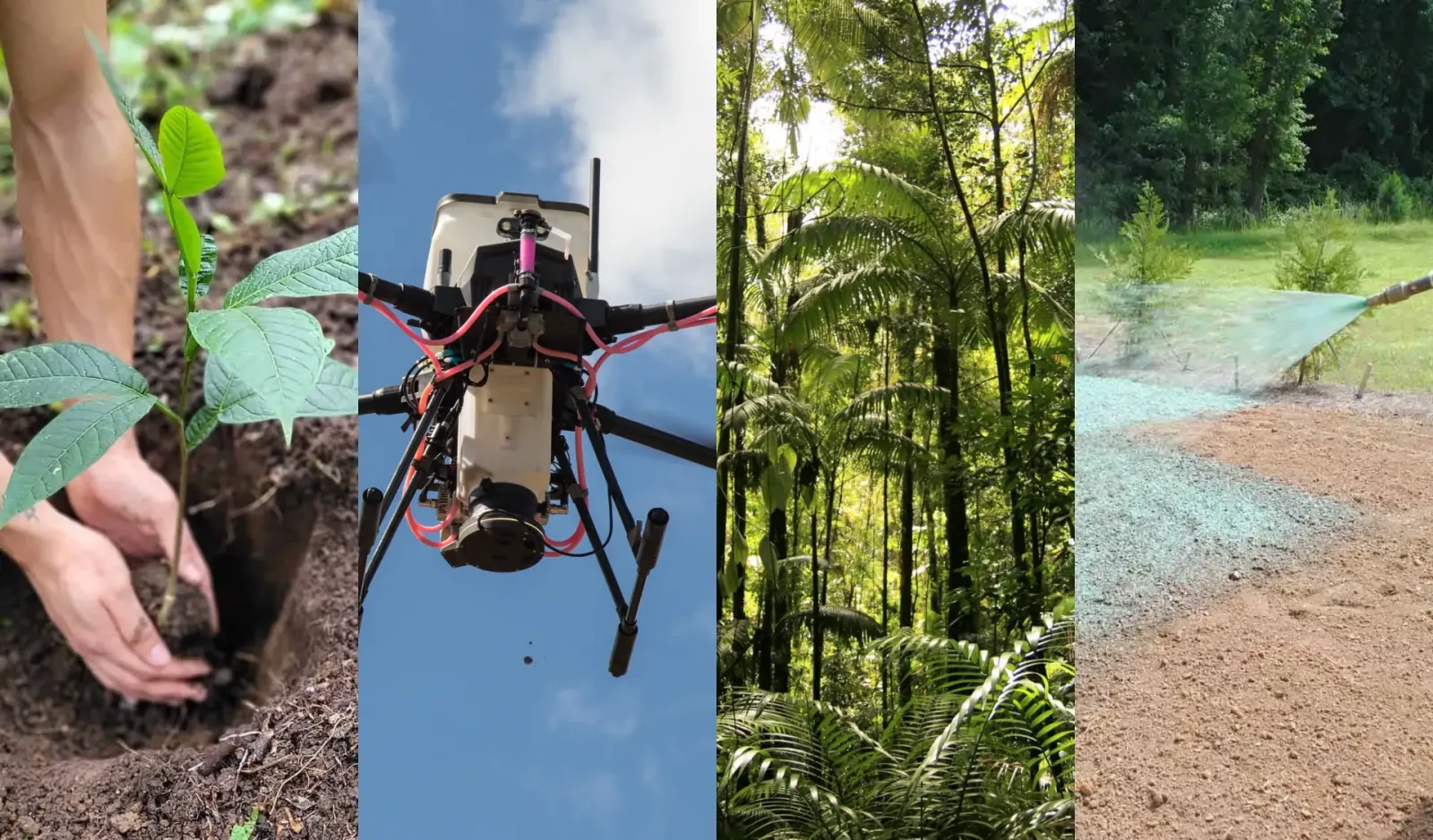 What is the best method of reforestation? Natural, manual, by drone, hydroseeding?