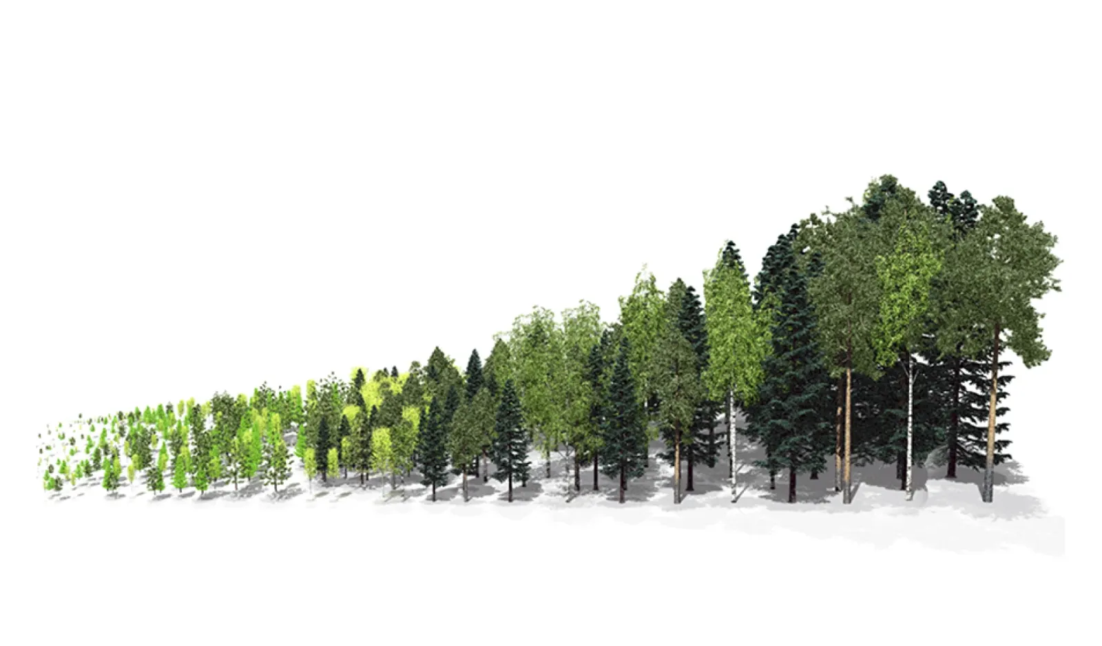What is forest succession?