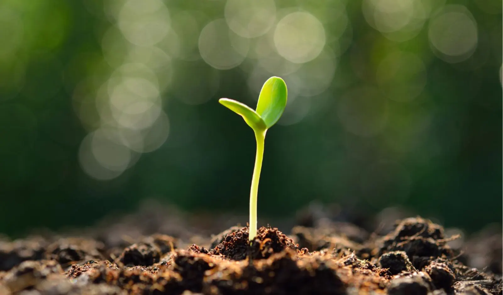 Seed germination rates in reforestation