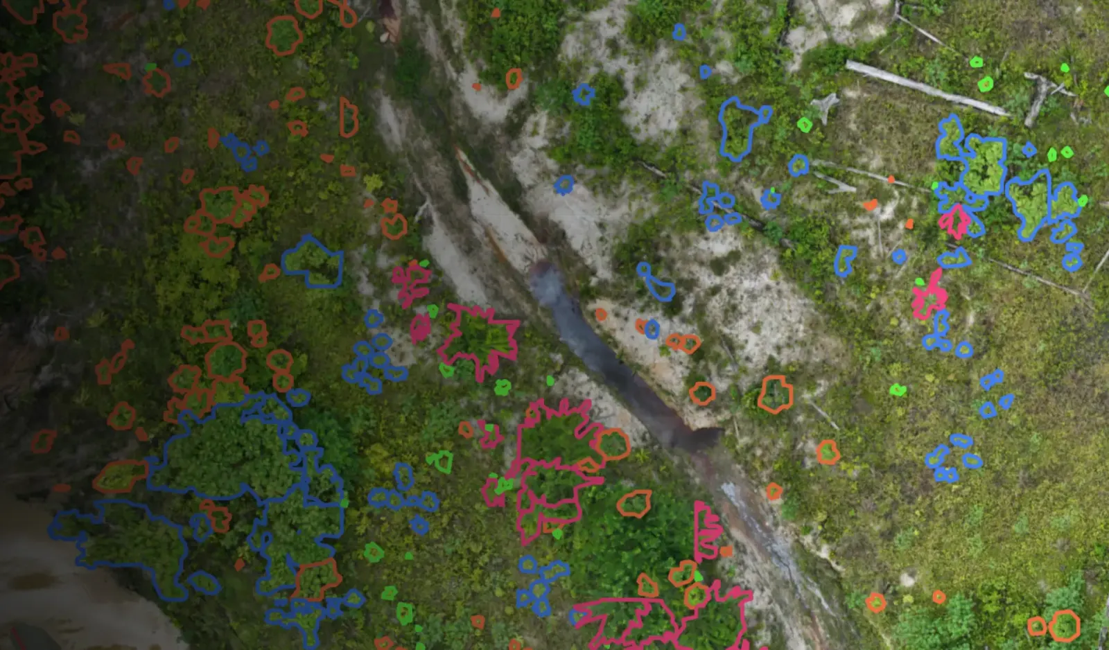 Introducing MORFO Seedling.ID: A Breakthrough in Forest Restoration Monitoring