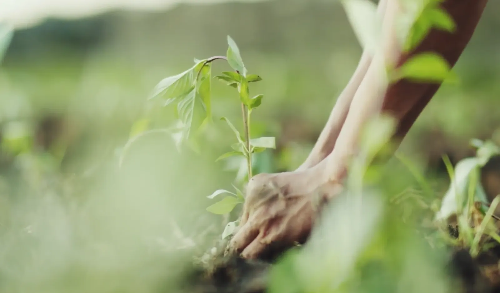 Hand planting a seedling