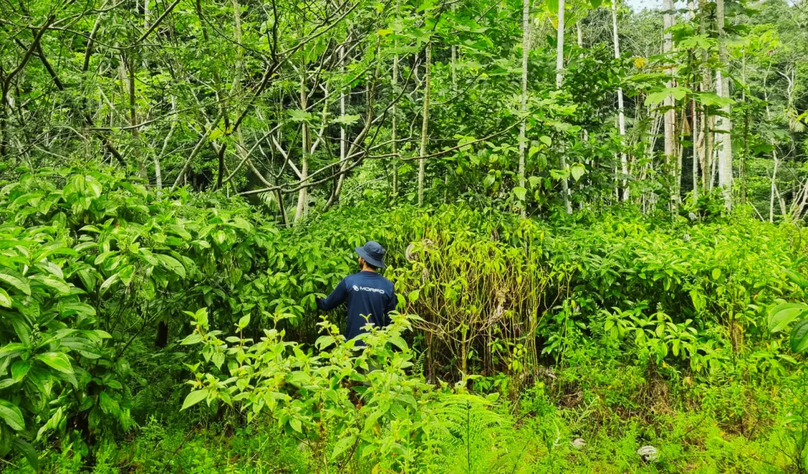 Notes from five years engineering forest restoration