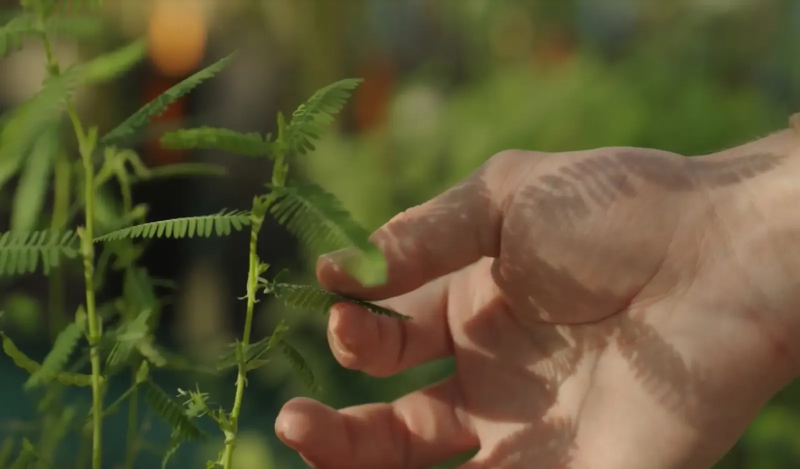 How to chose species for reforestation