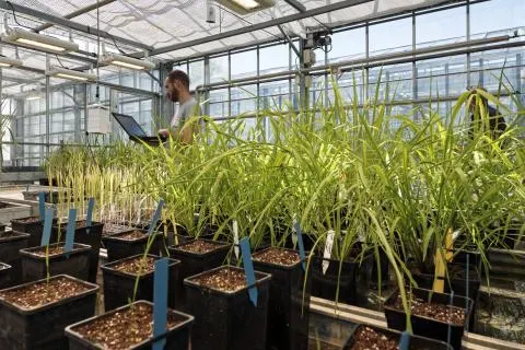 tests de germination pour la reforestation
