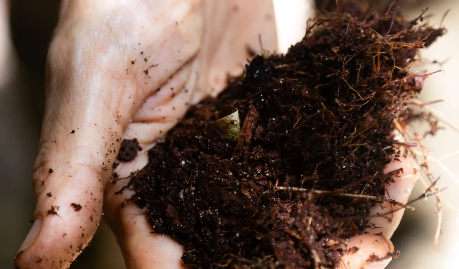 MORFO Ri - Soil analysis