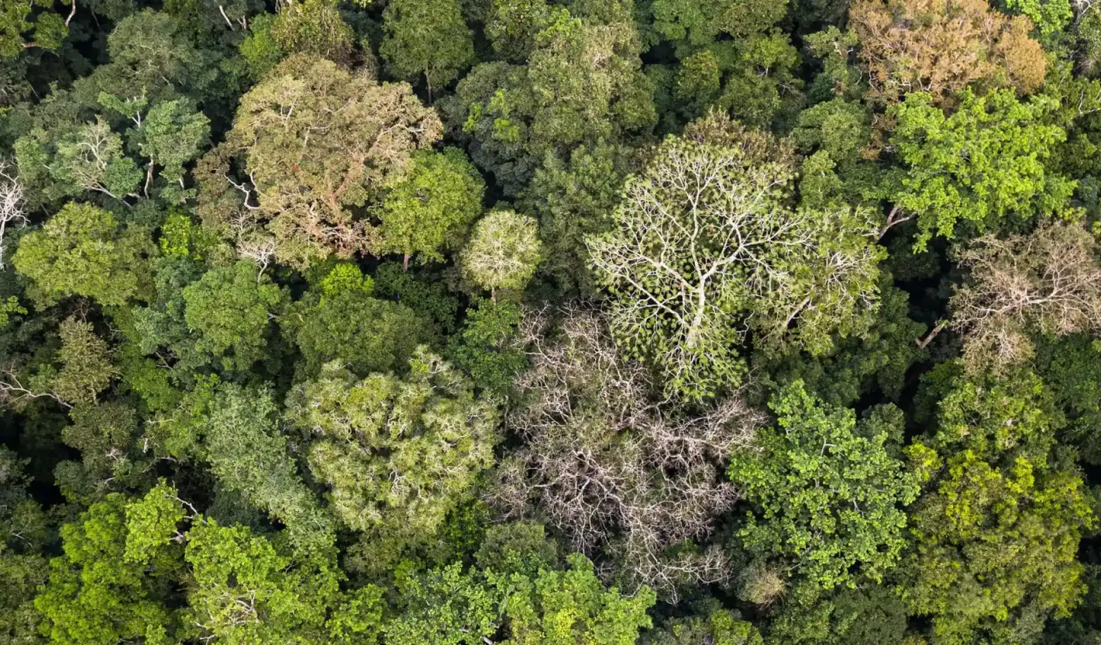 countries with the most forests worldwide