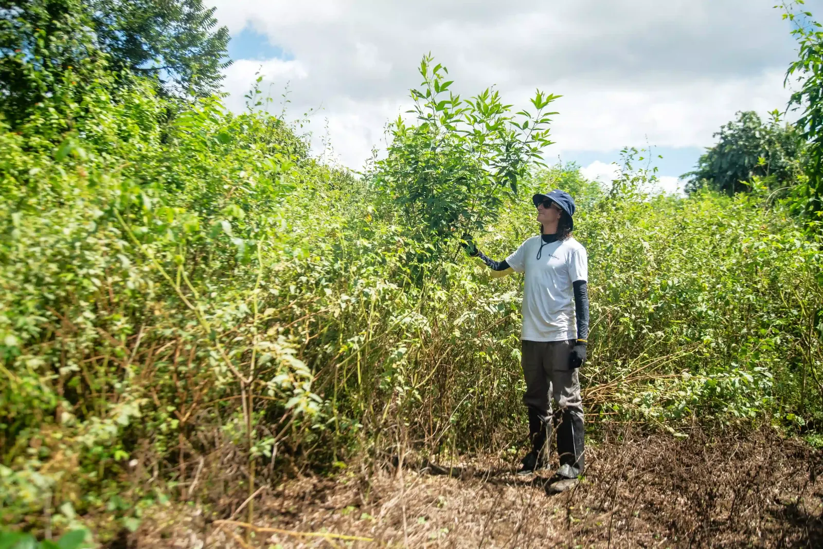 Comment bien suivre un projet de reforestation ?