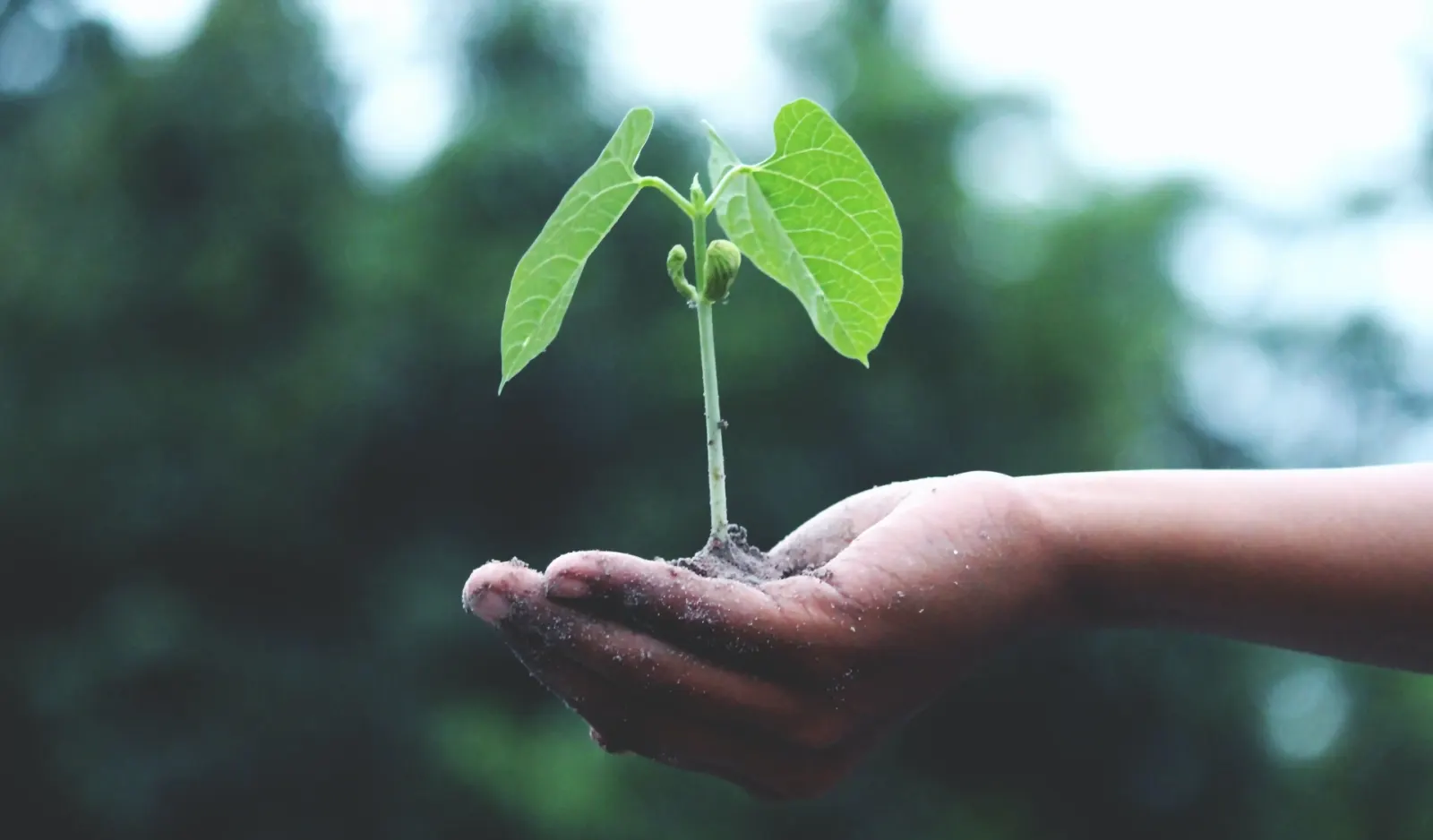 Best free courses about sustainability, forests, carbon, climate change