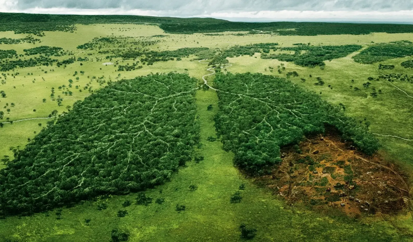 verra and the guardian about carbon credits