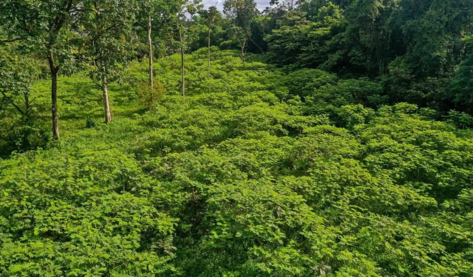 Young native forest regrowing on a restoration site near Belém, Pará.