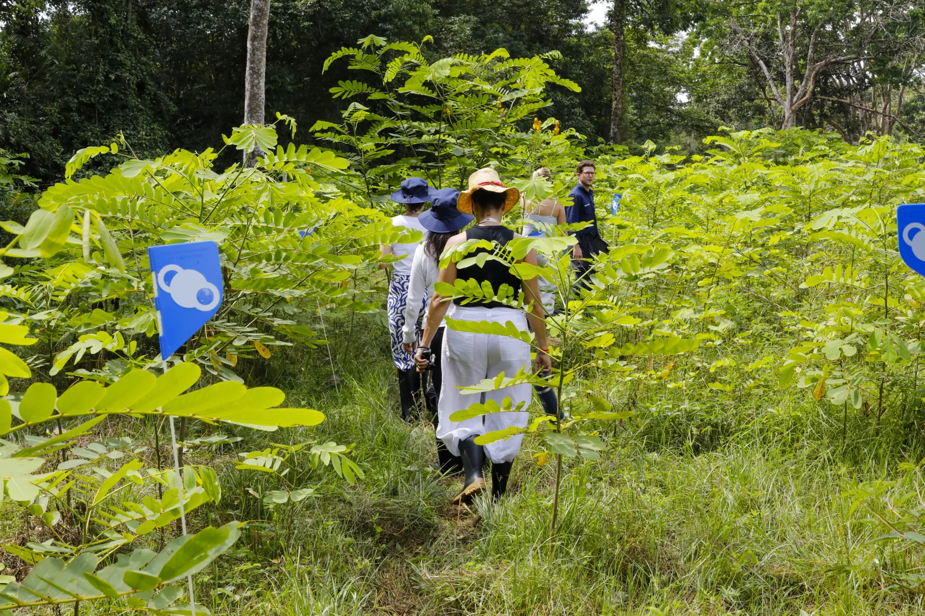 A MORFO field agent walking into dense regrowth on a restored site