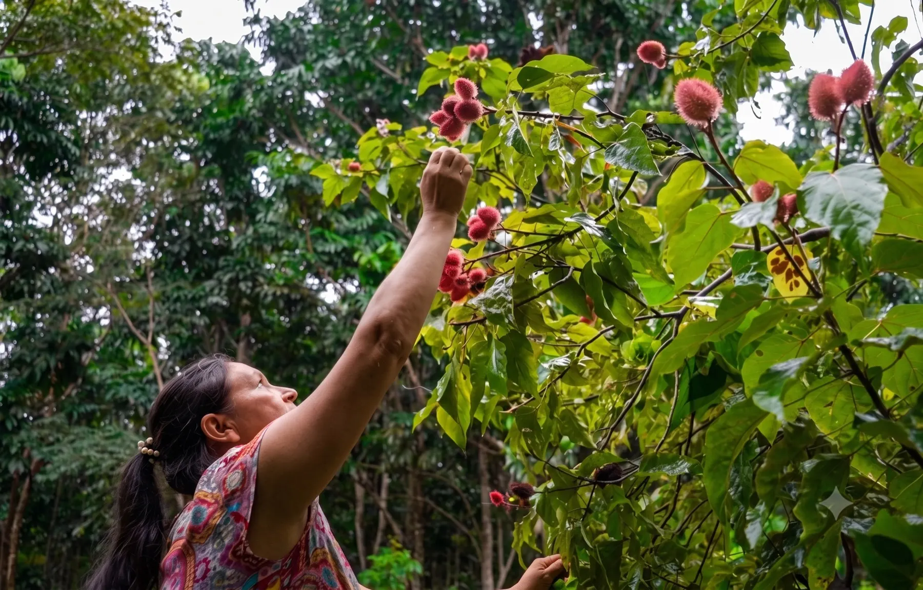 A local collector harvesting native seed pods from a tree