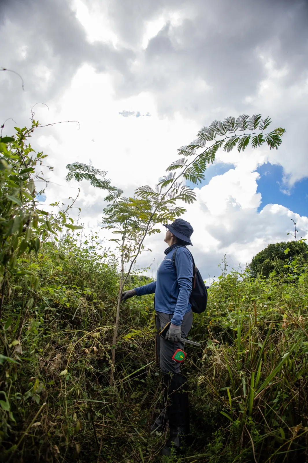 A MORFO field agent inspecting a young tree in regenerating vegetation