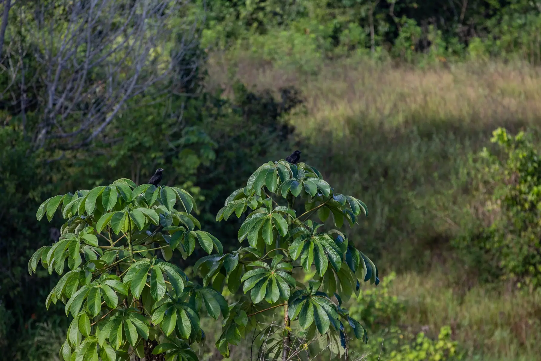 Birds returning to young trees on a MORFO restoration site