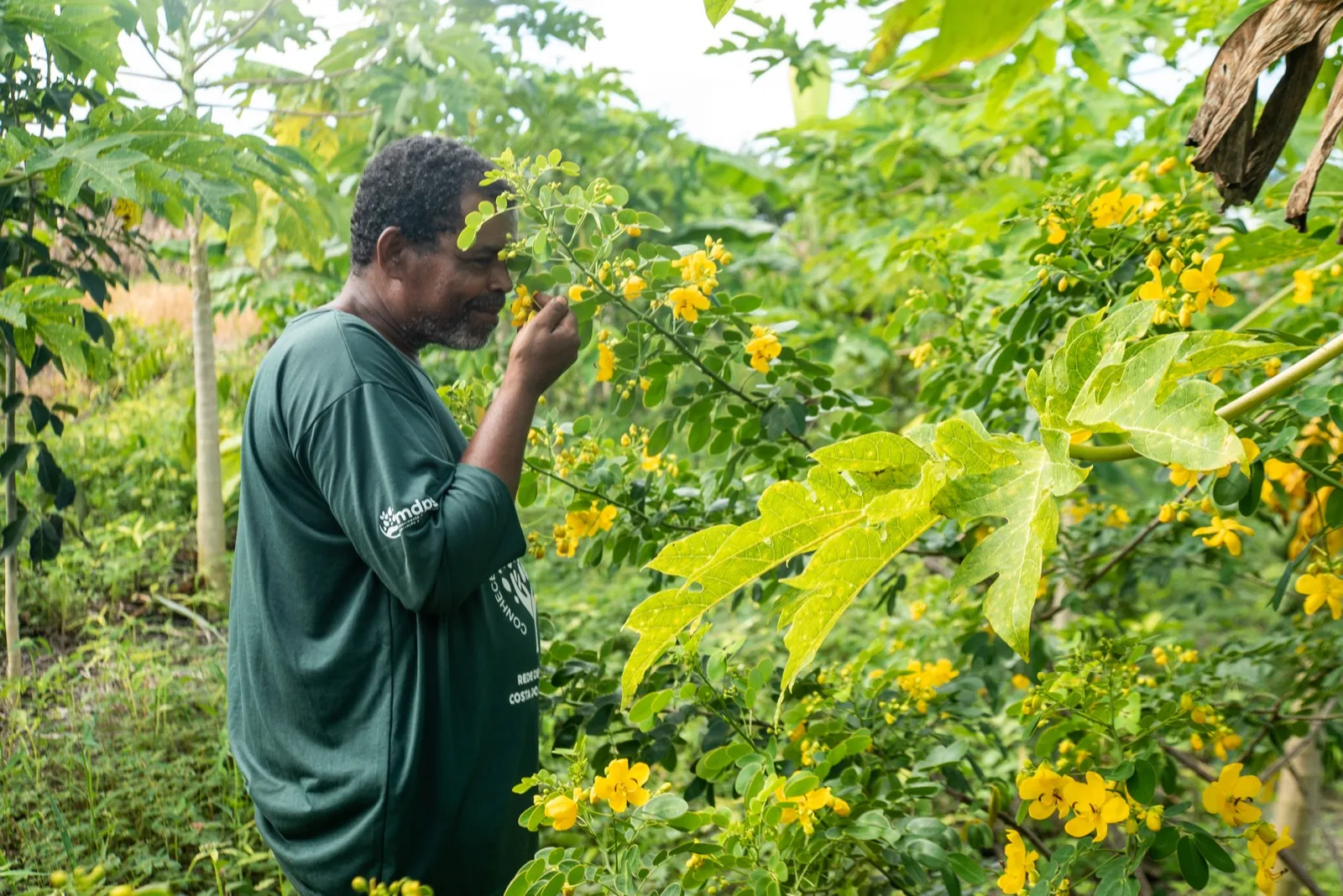 A local team member inspecting flowering regrowth