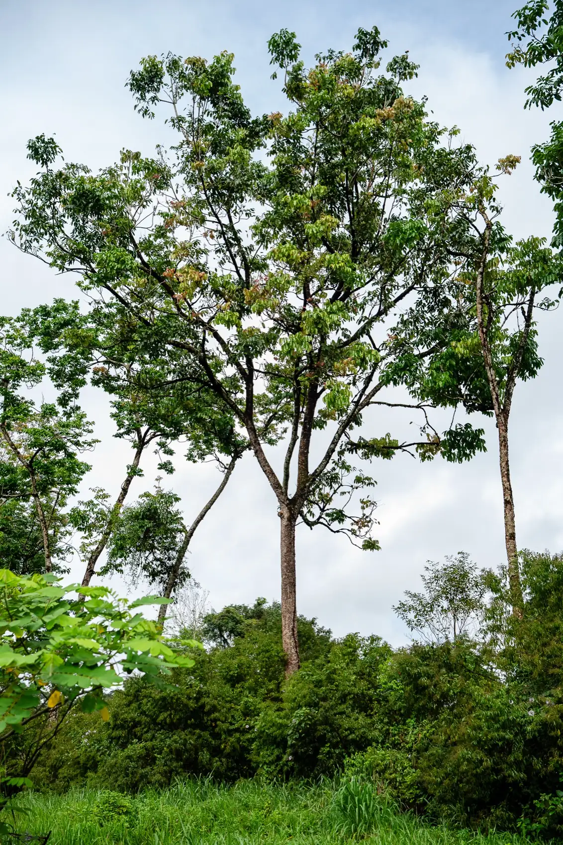A maturing native tree on a MORFO restoration site