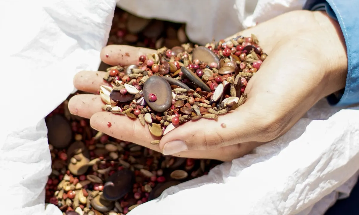Hands holding a mix of native seeds