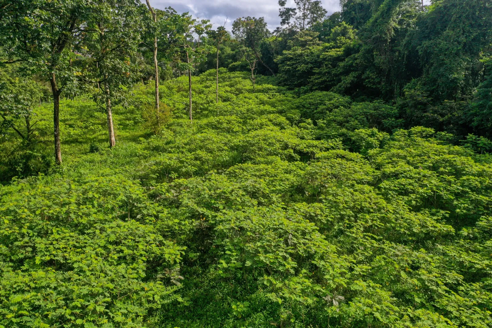 Regenerating native forest canopy on a MORFO project