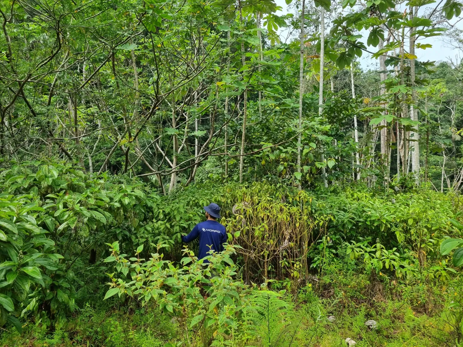 A MORFO operator standing inside regrowth taller than he is, on a restoration site