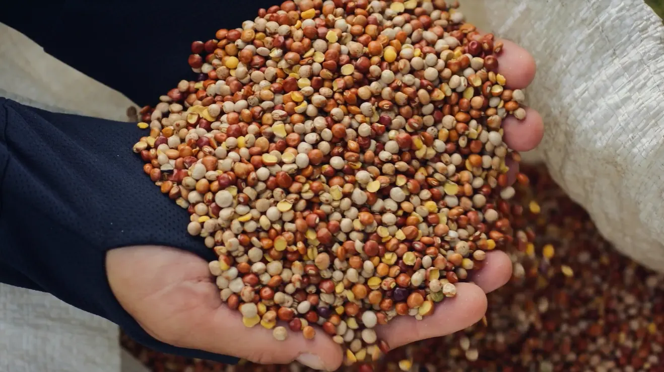 Native seeds collected with local networks for the corridor planting