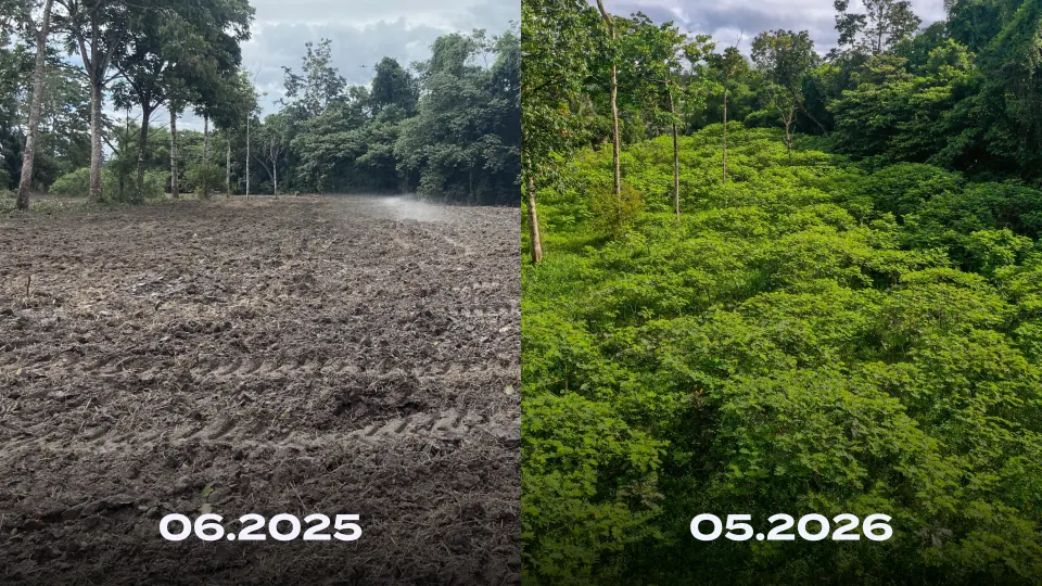 Before and after: twelve months of restoration in Belém