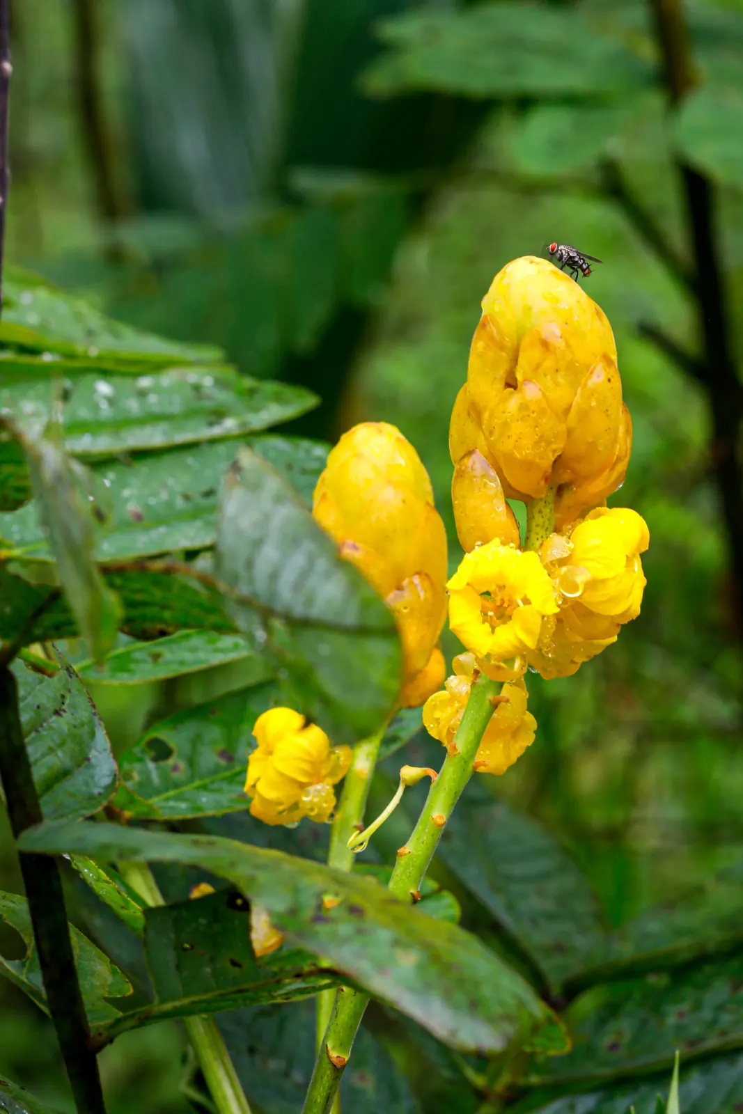 A native shrub in flower on the plot, with an insect on the bud