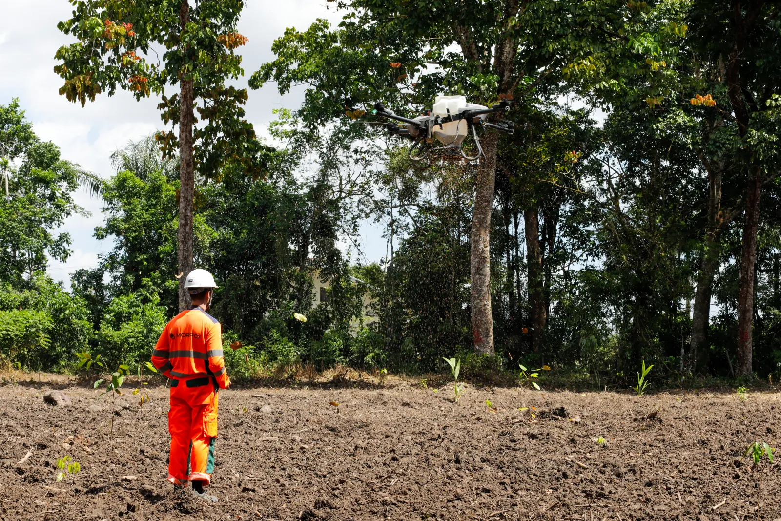 Drone seeding over the prepared plot at Embrapa Amazônia Oriental, forest edge behind