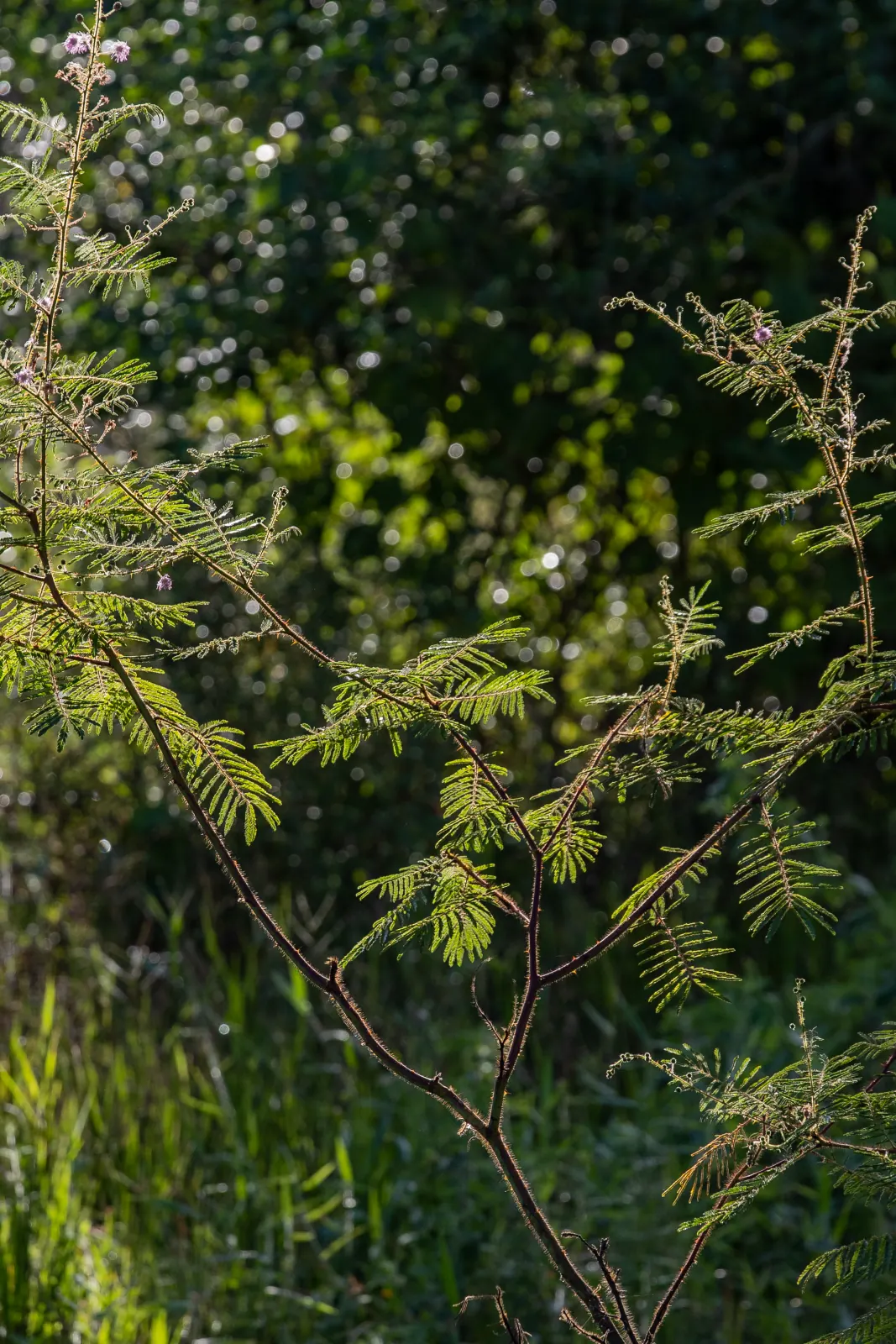 A young native regrowing in the Cerrado corridor, backlit at low sun