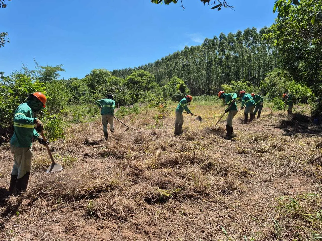 The operator crew clearing invasive grass by hand along the Suzano corridor