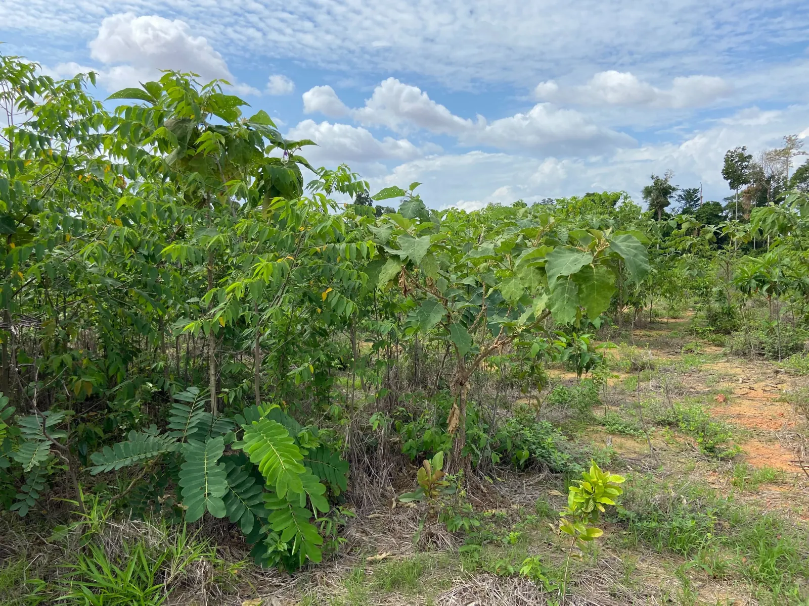 Young native cover established on the corrected substrate, forest edge behind