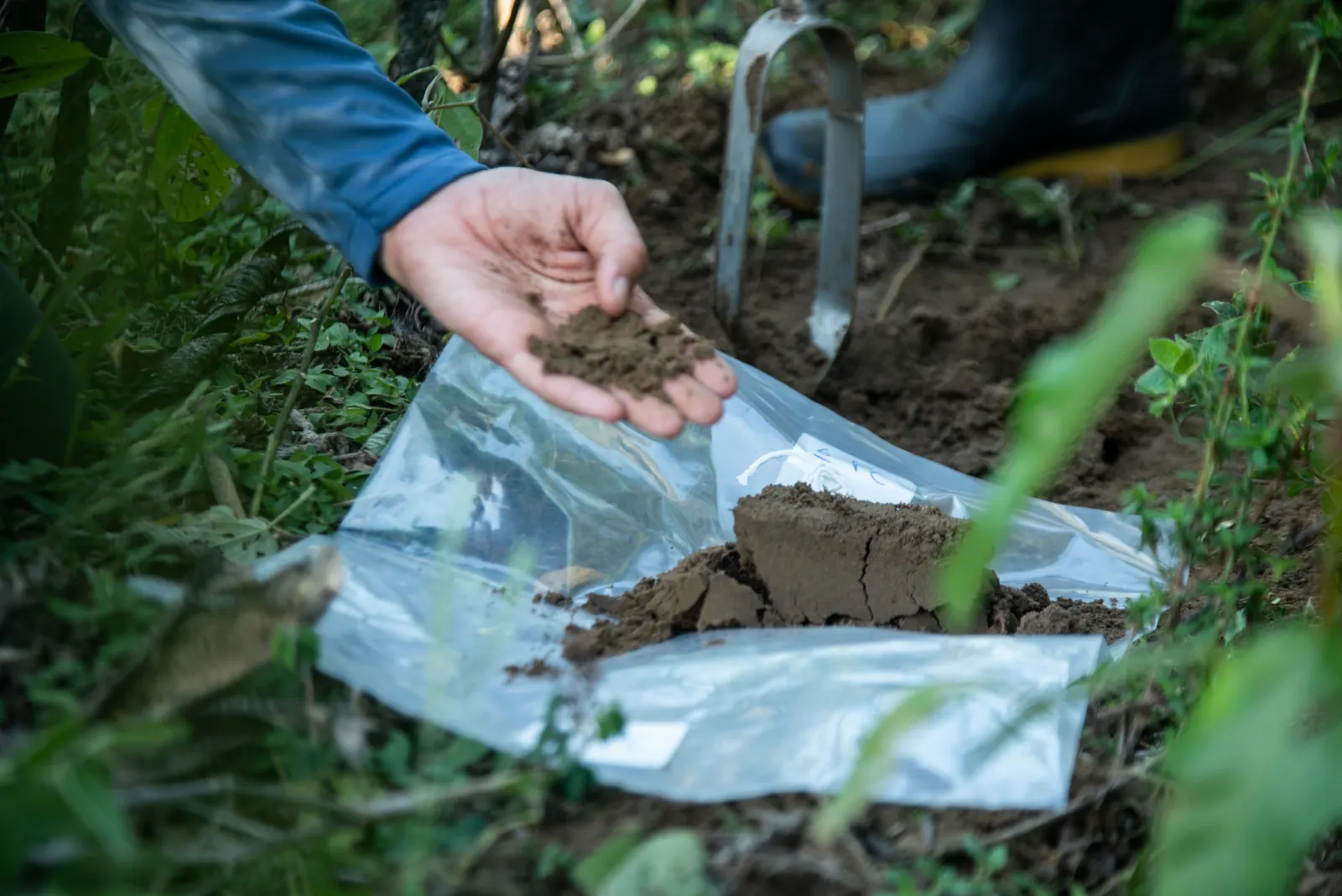 Soil sampling at the Bofete site, bagged for laboratory analysis