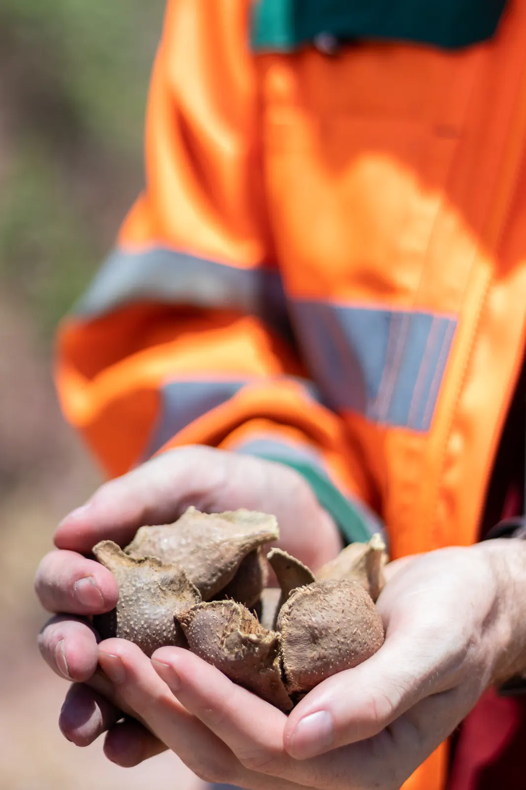 A field agent holding native seed pods collected around the Cerrado site