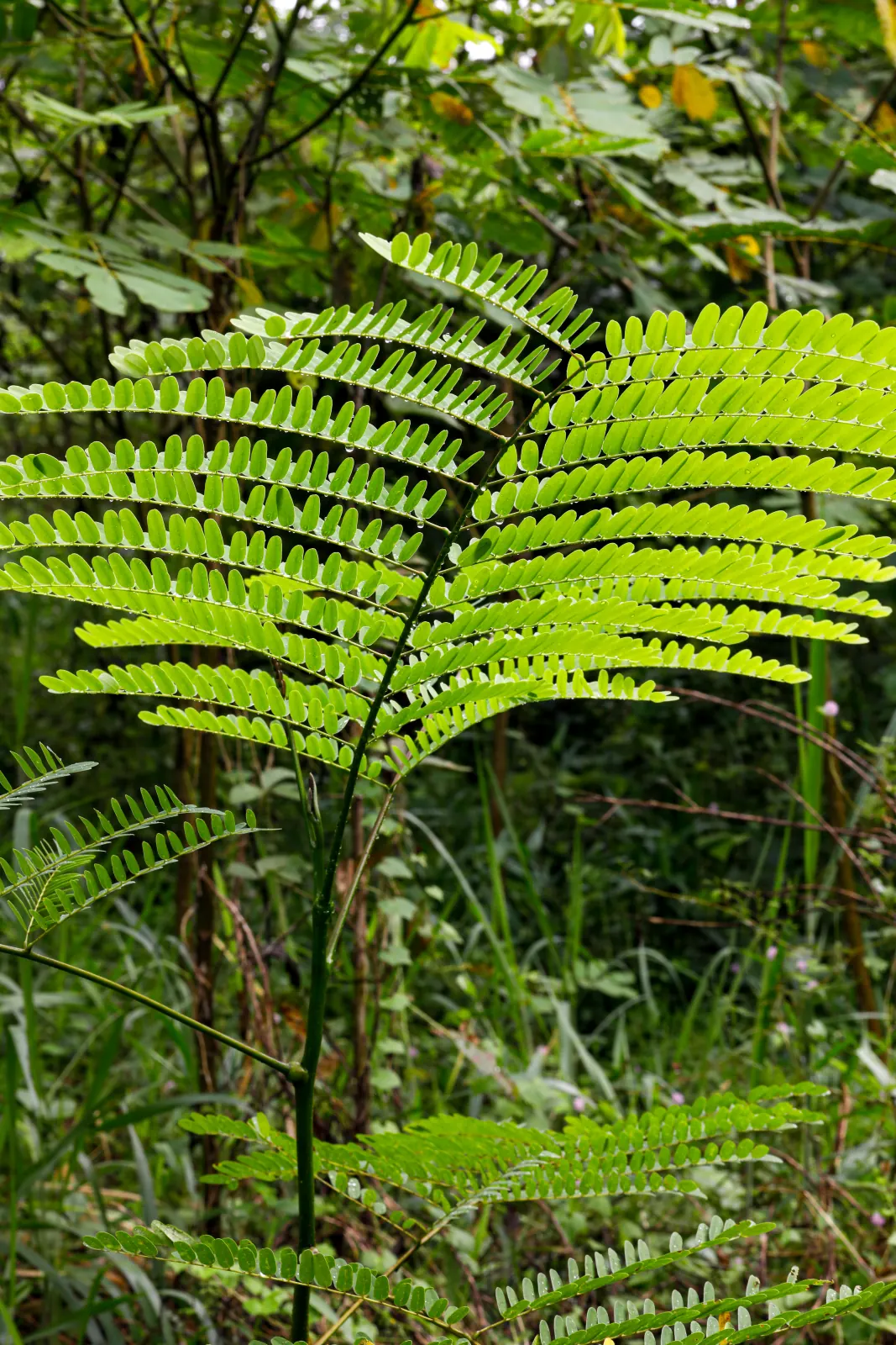 A young native fern-leaved tree established in the enriched area