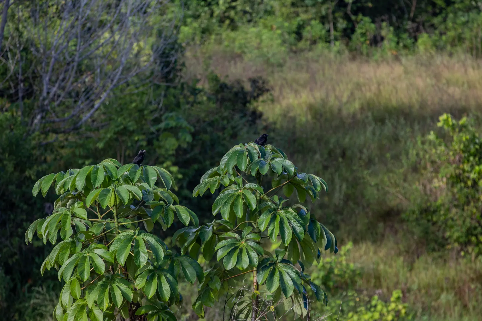 Two birds perched on a young native tree on the restored area