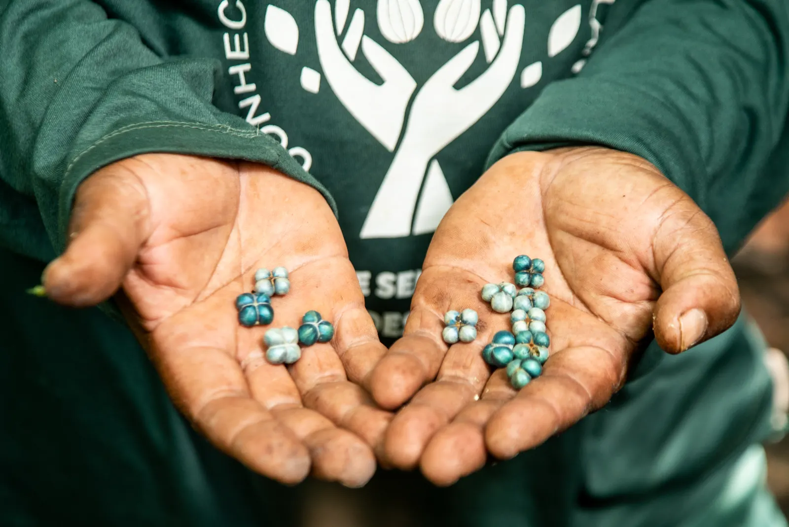 A collector holding native seeds gathered for the Bahia site