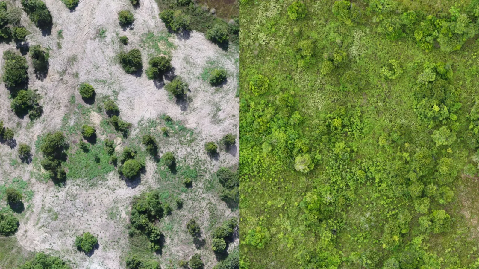 Aerial view of the same area before restoration and with cover established