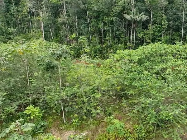 Before and after: vegetation recovery on the mining site