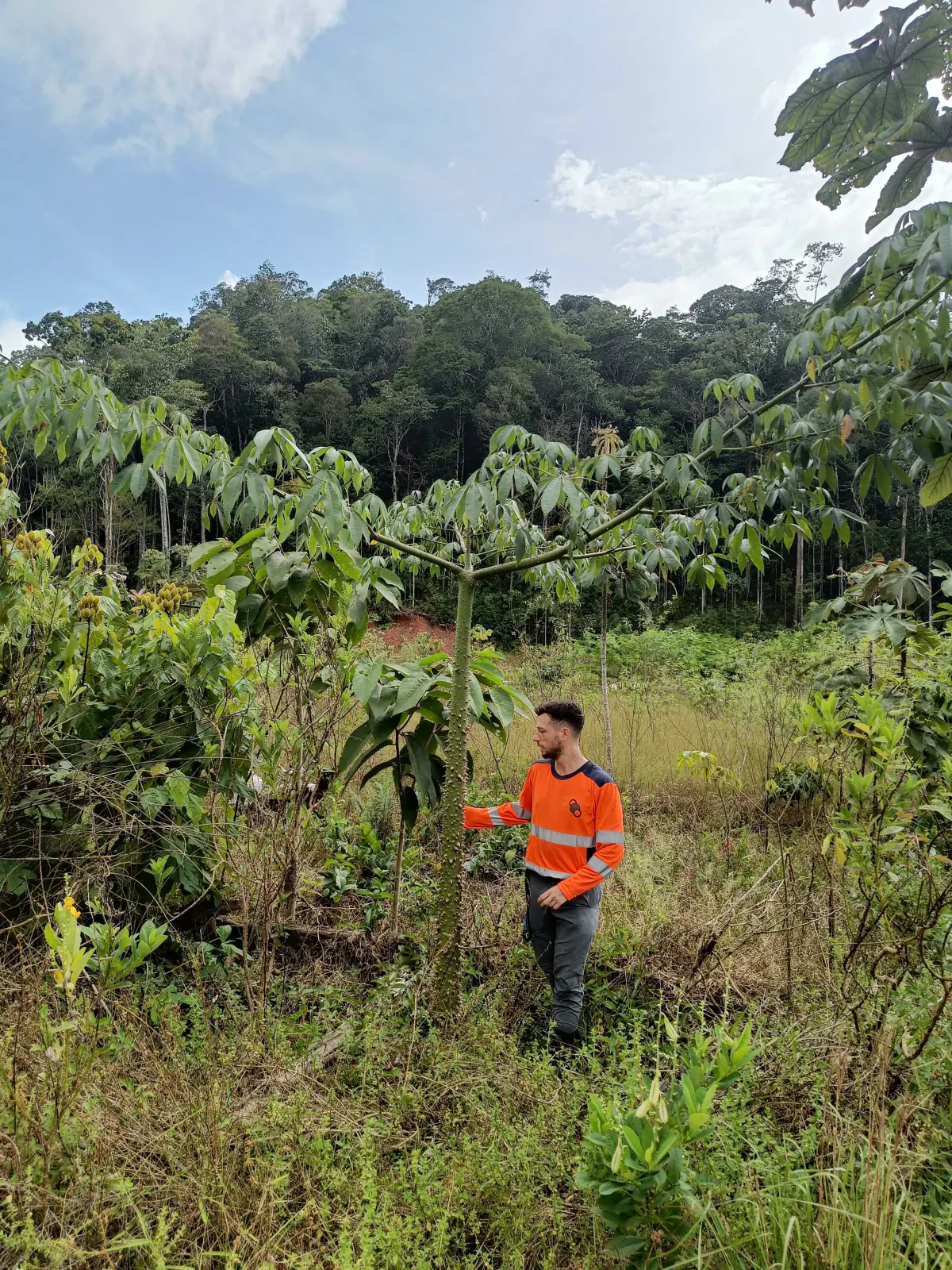 A MORFO field agent inside dense regrowth on the former gold-mining site