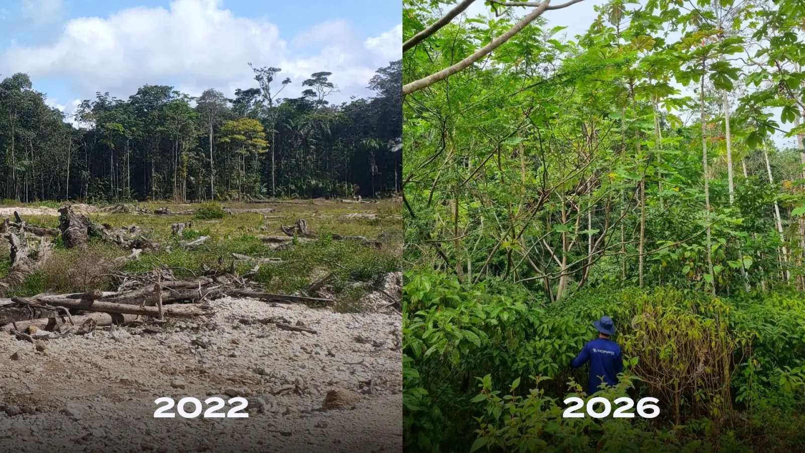 The same ground in 2022 and in 2026, from bare spoil to closed young forest