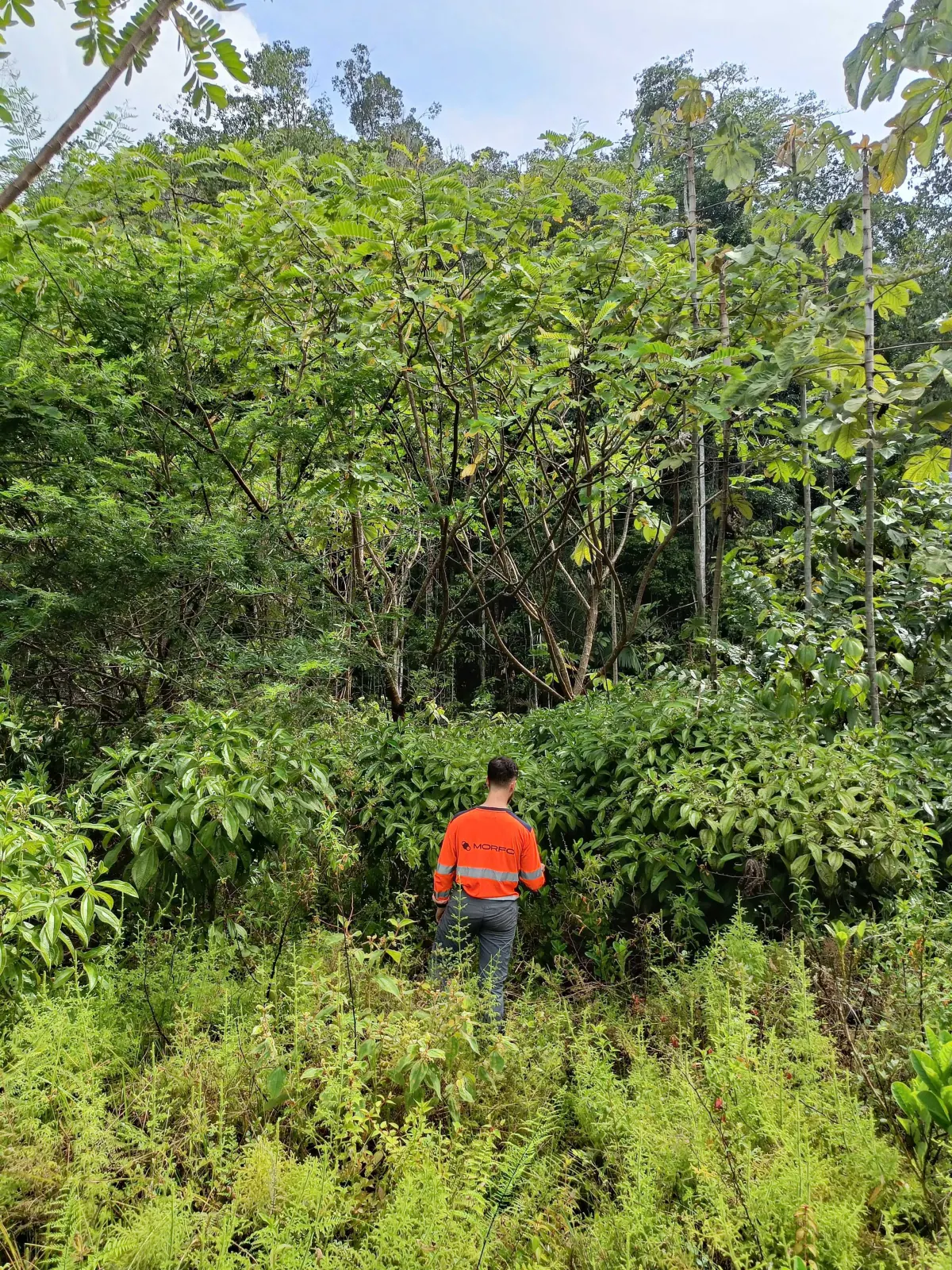 A field agent standing in multi-species regrowth several metres tall
