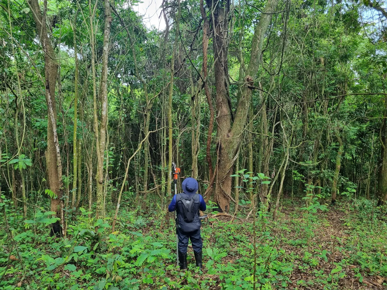 A field agent taking measurements in standing Atlantic Forest vegetation, Minas Gerais
